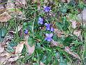 VIOLETTES SAUVAGES